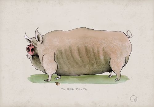 Middle White Pig, fun heritage art print by Tony Fernandes